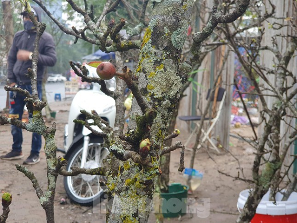 Cây càng già, thân cây mốc xanh, sần sùi, hoa chi chít mọc ra từ những mắt xấu xí thì giá càng cao.