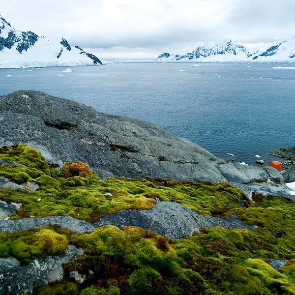 "Các hệ sinh thái trên cạn ở Nam Cực phản ứng nhanh chóng với những yếu tố đầu vào khí hậu ở đây. Tôi đã mong đợi sự gia tăng của những loài thực vật này nhưng không phải ở mức độ như vậy, chúng tôi đang nhận được nhiều bằng chứng cho thấy có một sự thay đổi lớn đang xảy ra ở Nam Cực", giáo sư Nicoletta Cannone cho biết.