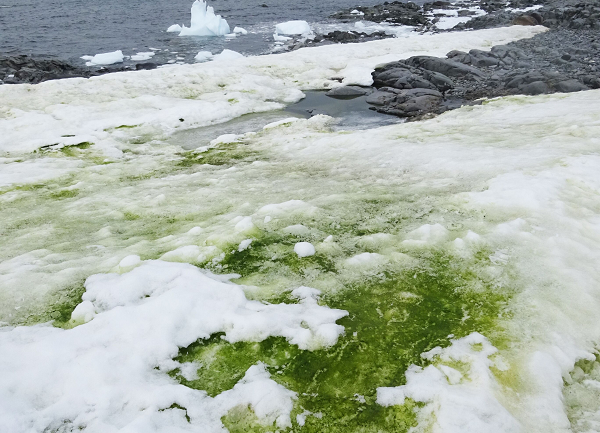 Nếu khí hậu Nam Cực đã trở nên ấm như vậy, thì khí hậu ở các lục địa mà con người đang sinh sống sẽ trở nên vô cùng khắc nghiệt, có thể gây ra một đợt đại tuyệt chủng mới.