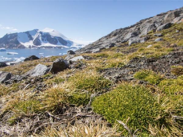 Những thay đổi đang lan rộng nhanh chóng trong hệ sinh thái mỏng manh của Nam Cực đến từ nguyên nhân ấm lên của nhiệt độ. Trong thập kỷ qua, sự ấm lên được ghi nhận khi nhiệt độ vào mùa hè tăng từ + 0,02 độ C lên + 0,27 độ C mỗi năm, mặc dù mức độ hạ nhiệt mạnh mẽ đã từng ghi nhận vào năm 2012.