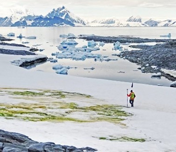 "Phát hiện của chúng tôi ủng hộ giả thuyết rằng, sự ấm lên trong tương lai sẽ gây ra những thay đổi đáng kể trong các hệ sinh thái mỏng manh ở vùng Nam Cực này", các nhà nghiên cứu viết trong bài báo đăng trên tạp chí Current Biology.