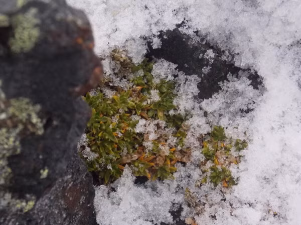 Một nguyên nhân khác dẫn đến hiện tượng này là đảo có ít hải cẩu hơn, bởi trước đây, khi những đàn hải cẩu còn đông đúc ở Nam Cực, chúng sẽ "giẫm đạp" các loài cây cỏ muốn sinh sôi và sẽ kiềm chế sự phát triển của những mảng thực vật này.