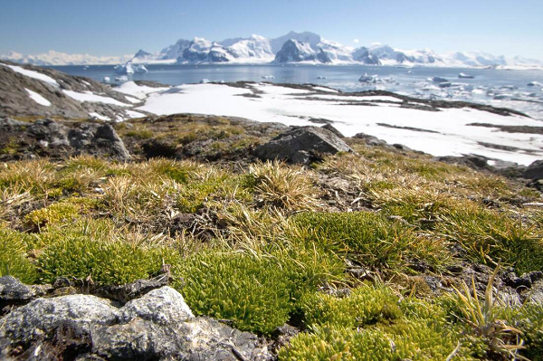Kết quả thu được cho thấy 2 loài thực vật này đều đang phát triển nhanh hơn mỗi năm, nhất là vào mùa hè, khi quần thể hải cẩu lông thôi giẫm đạp chúng và nhiệt độ thuận lợi hơn.