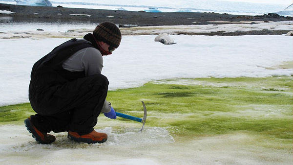 Các bằng chứng cũng cho thấy hệ sinh thái của Nam Cực mong manh hơn chúng ta nghĩ và rất dễ bị hủy diệt nếu tốc độ nóng lên duy trì như hiện nay, thậm chí có thể tăng thêm do các tác động của con người.