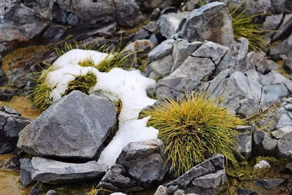 Một công trình nghiên cứu dẫn đầu bởi tiến sĩ Nicoletta Cannone từ Đại học Insubria (Ý) đã quan sát sự phát triển của 2 loài thực vật có hoa nguồn gốc Nam Cực là Deschampsia antarctica và Colobanthus quitensis ở Đảo Signy từ năm 2009 đến năm 2019.