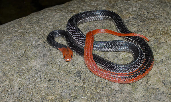 Rắn cạp nong đầu đỏ rất hiếm này sống ở các vùng rừng rậm có độ cao 400m so với mực nước biển Phân bố Việt Nam: Mới chỉ được ghi nhận là tìm thấy ở Núi Dinh thuộc tỉnh Bà Rịa - Vũng Tàu. Thế giới: Loài này phân bố ở Tenasserim, bán đảo Ratchaburi phía Nam Thái Lan, bán đảo Mã Lai, đảo Sumatra, Bangka, phía Tây Mã Lai và Kalimantan.