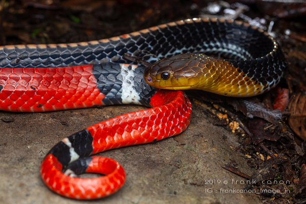 Tại vùng bị cắn nạn nhân sẽ thấy đau, sưng nề, có thể bị hoại tử, da bầm tím chuyển sang đen, nhiễm trùng vết cắn (sưng đỏ, sốt, có vết mủ). Toàn thân đau đớn, không nói được, liệt toàn thân, khó thở, loạn nhịp tim, ... không cứu chữa kịp thời có thể tử vong.