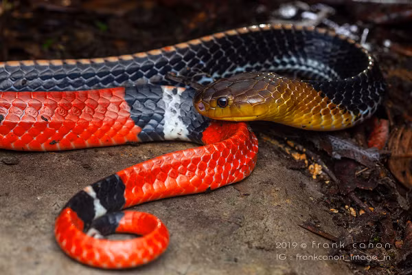 Tại vùng bị cắn nạn nhân sẽ thấy đau, sưng nề, có thể bị hoại tử, da bầm tím chuyển sang đen, nhiễm trùng vết cắn (sưng đỏ, sốt, có vết mủ). Toàn thân đau đớn, không nói được, liệt toàn thân, khó thở, loạn nhịp tim, ... không cứu chữa kịp thời có thể tử vong.