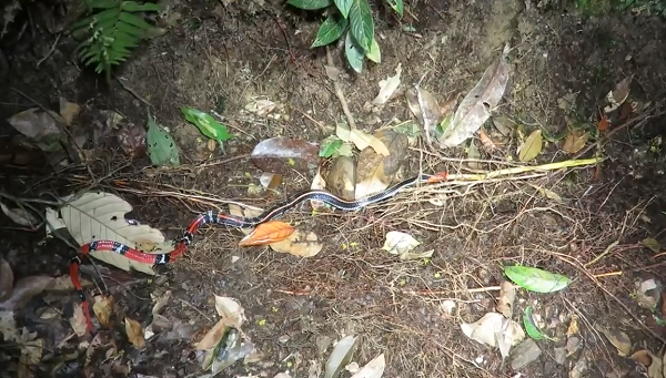 Đoạn video được ghi lại tại Công viên Kinabalu, Malaysia cho thấy một con rắn có màu đỏ kỳ lạ đã tấn công và ăn thịt một con rắn khác trong đêm.