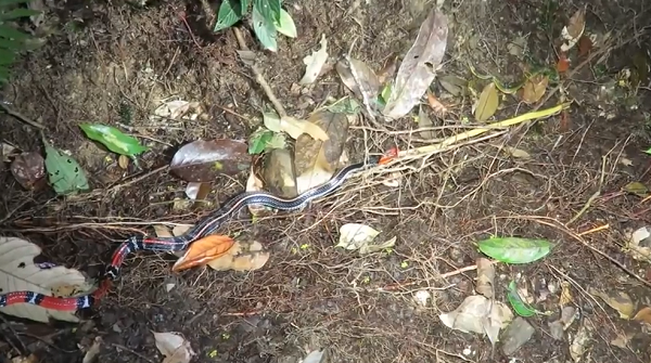 Theo quan sát, đây chính là rắn cạp nong đầu đỏ có tên khoa học là Bungarus flaviceps. Chúng là một loài rắn cực độc và phân bố ở cả Việt Nam nhưng ít người biết đến.