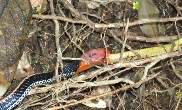 Rắn cạp nong đầu đỏ có đầu và đuôi màu đỏ sáng, thân chắc nịch và đen bóng. Ngoài ra chúng có những đốm nhỏ màu trắng chạy dọc sống lưng và hai bên thân.