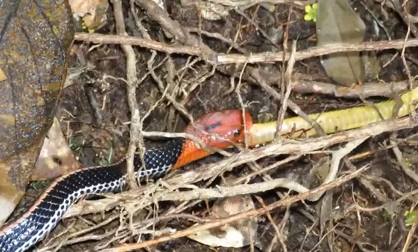 Rắn cạp nong đầu đỏ có đầu và đuôi màu đỏ sáng, thân chắc nịch và đen bóng. Ngoài ra chúng có những đốm nhỏ màu trắng chạy dọc sống lưng và hai bên thân.