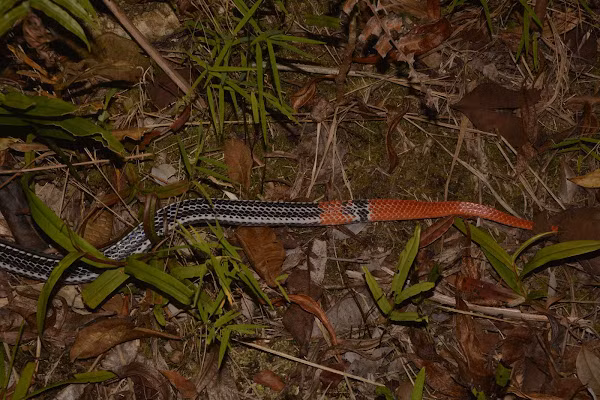 Số lượng loài này còn rất ít, hiện nay rất khó gặp loài này ở vùng phân bố của chúng ở núi Dinh thuộc tỉnh Bà Rịa - Vũng Tàu. Cần có kế hoạch điều tra cụ thể và nhanh chóng đưa loài này vào sách đỏ Việt Nam để quản lý bảo vệ.