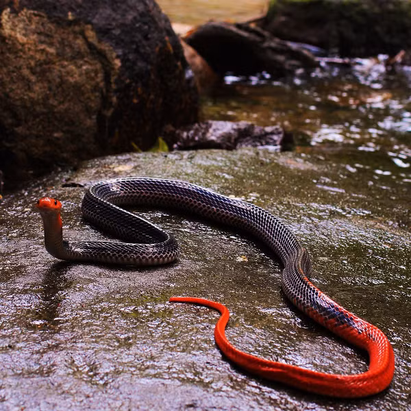 Trái với những loài rắn cạp nong khác như cạp nong đen vàng (tên khoa học là Bungarus fasciatus) hay rắn cạp nia đen trắng (Bungarus) thường xuất hiện gần nơi con người sinh sống, cạp nong đầu đỏ là một loài rắn hiếm và rất đẹp.