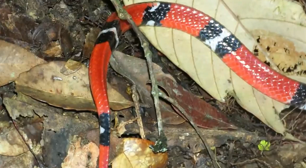 Phần trắng của bụng mở rộng tới những chiếc vảy đầu tiên trên thân. Thức ăn yêu thích của rắn cạp nong đầu đỏ là các loài rắn khác và thằn lằn bóng chân ngắn.