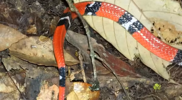 Phần trắng của bụng mở rộng tới những chiếc vảy đầu tiên trên thân. Thức ăn yêu thích của rắn cạp nong đầu đỏ là các loài rắn khác và thằn lằn bóng chân ngắn.