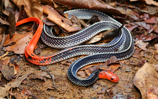 Rắn cạp nong đầu đỏ có thể dài đến 2,1 mét, thường chỉ sinh sống ở rừng mưa thấp cách xa khu dân cư nên rất hiếm khi chúng ta bắt gặp loài rắn này.