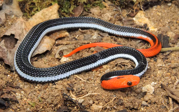 Loài rắn này cực kỳ nhút nhát nên những video về loài rắn này hiếm hơn rất nhiều so với các loài rắn cạp nong, cạp nia khác. Không những thế, video về tập tính săn mồi của chúng lại càng ít được biết đến.