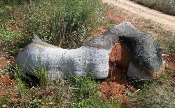 Khi đang làm đồng, một lão nông vô tình đụng trúng 1 hòn đá hình "con ngựa" vô cùng kỳ lạ. Vì không biết đây là thứ gì nên ông đã mang về nhà và gọi mọi người ra xem cùng.