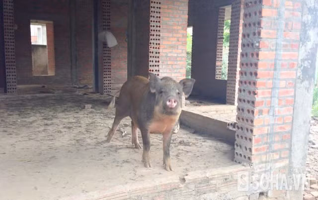 Thậm chí một số căn biệt thự bỏ hoang tại đây còn được tận dụng nuôi lợn.