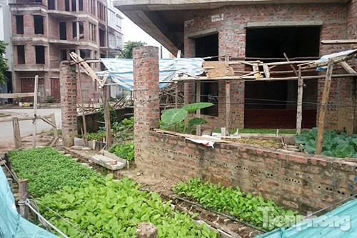 Những luống rau xanh mướt được người dân trồng xung quanh các ngôi biệt thự tại thôn Yên Xá, xã Tân Triều, huyện Thanh Trì, TP Hà Nội.