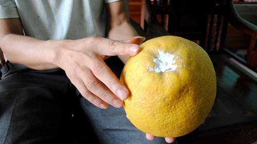 Vôi tôi có thể diệt khuẩn và ngừa tình trạng thối hiệu quả nên có thể dùng để bảo quản bưởi tươi lâu. Bưởi sau khi thu hoạch, dùng vôi tôi chấm lên vết cắt rồi đặt nơi thoáng mát. Cách này giúp giữ bưởi tươi 2-3 tháng.