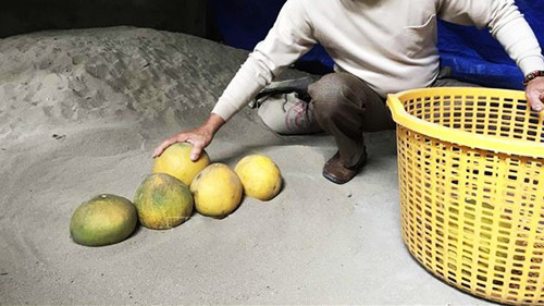 Tận dụng cát khô giúp giữ bưởi được 4-6 tháng. Nguyên nhân bởi cát khô hút ẩm tốt góp phần ngăn ngừa tình trạng bưởi hư thối do nấm mốc. Khi thực hiện, bạn chọn nơi thoáng mát, trải bìa carton xuống rồi dải một lớp cát khô.