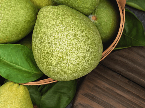 Bưởi chứa nhiều dưỡng chất có lợi cho cơ thể như vitamin C, kali, canxi,... Sử dụng lượng hợp lý, bưởi giúp ngăn ngừa nhiều bệnh, mang lại tác dụng làm đẹp. Bưởi có thể thu hoạch quanh năm song ngon và dinh dưỡng đạt đỉnh khi thu hoạch vào mùa thu. Do vậy, bạn có thể áp dụng mẹo bảo quản bưởi dưới đây để giữ quả tươi lâu. (Ảnh: ET, minh họa)