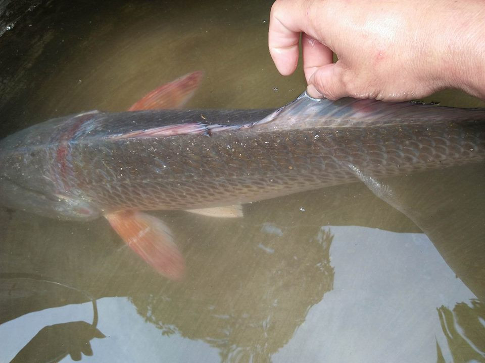 Theo lời ông Quy, trong hàng chục năm đi biển, lần đầu tiên ông bắt được loại cá này. Khi hay tin ông Quy bắt được cá quý hiếm, nhiều người đã đến nhà xem. 