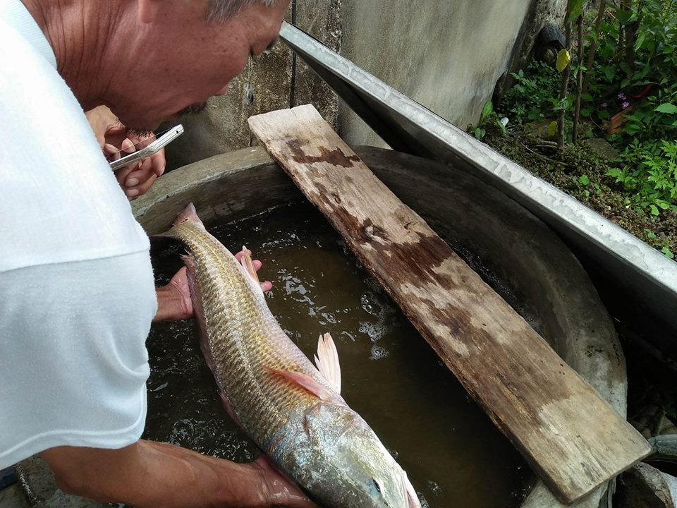 Con cá lạ này có chiều dài 80 cm, nặng 4,2 kg. Toàn thân cá có vảy vàng óng, đuôi cá vàng đỏ, miệng cá đều có màu vàng nghi cá sủ vàng và đến thời điểm hiện tại con cá vẫn sống rất khỏe.