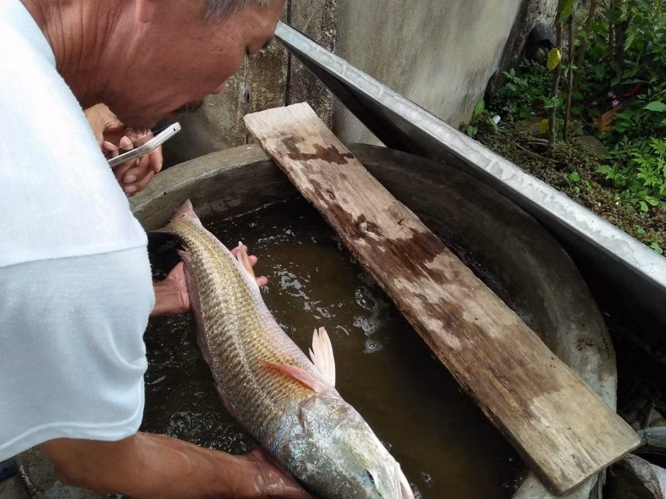 Con cá lạ này có chiều dài 80 cm, nặng 4,2 kg. Toàn thân cá có vảy vàng óng, đuôi cá vàng đỏ, miệng cá đều có màu vàng nghi cá sủ vàng và đến thời điểm hiện tại con cá vẫn sống rất khỏe.