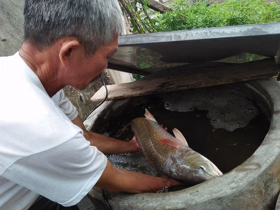 Con cá lạ nghi cá sủ vàng được ngư dân Lê Thanh Quy (58 tuổi, trú thôn 19-5, xã Quảng Đông, huyện Quảng Trạch, tỉnh Quảng Bình) bắt được.