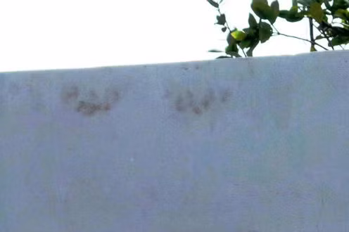 Dấu vân tay lạ trên tường bờ rào.