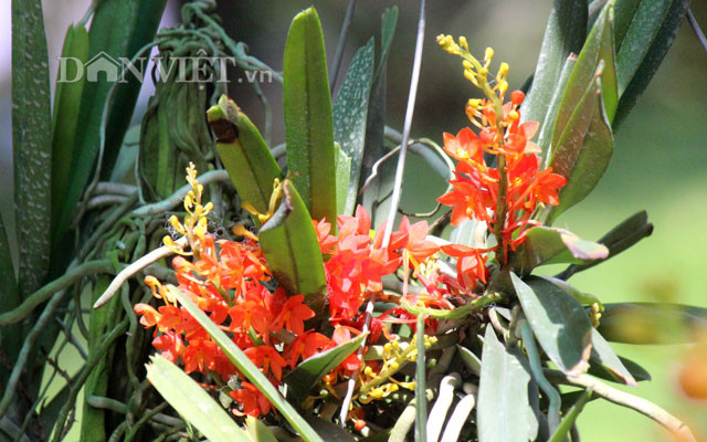 TP.HCM có tiềm năng và ưu thế là thị trường sản xuất, tiêu thụ hoa lan nhiệt đới lớn nhất nước. Đây cũng là cơ hội để thành phố giới thiệu đến các nước và khách du lịch đồng thời kết nối phát triển du lịch gắn với phát triển nông nghiệp đô thị.