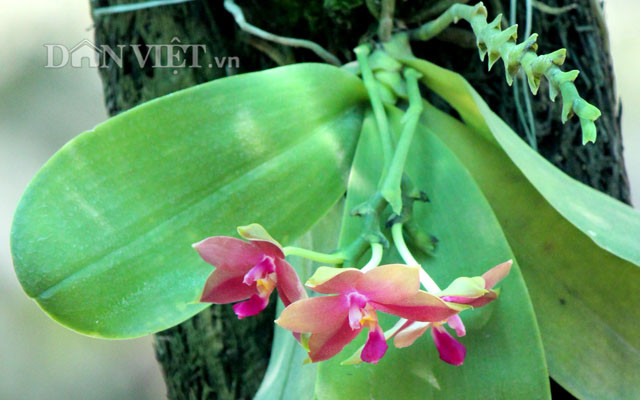 Ông Nguyễn Văn Trực – Phó Giám đốc Sở NN&amp;PTNT cho biết đây sẽ là dịp đặc biệt để giới thiệu, quảng bá thương hiệu hoa lan và các sản phẩm hoa kiểng của TP.HCM cũng như của cá các tỉnh, thành khắp nước.