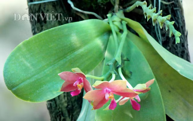 Ông Nguyễn Văn Trực – Phó Giám đốc Sở NN&amp;PTNT cho biết đây sẽ là dịp đặc biệt để giới thiệu, quảng bá thương hiệu hoa lan và các sản phẩm hoa kiểng của TP.HCM cũng như của cá các tỉnh, thành khắp nước.