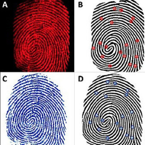 Mỗi bàn tay có hai hoa tay là tướng của người thấu tình đạt lý, gặp nhiều may mắn trong tình duyên.