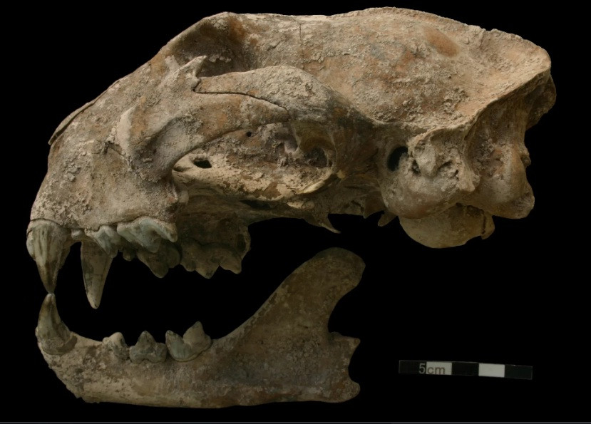 Ngôi mộ cổ chứa thi hài phụ nữ Maya được phát hiện ở thành phố cổ Copán ở Honduras có niên đại vào thế kỷ 5. Mới đây, các chuyên gia đã tiết lộ bí mật khó tin về ngôi mộ này.