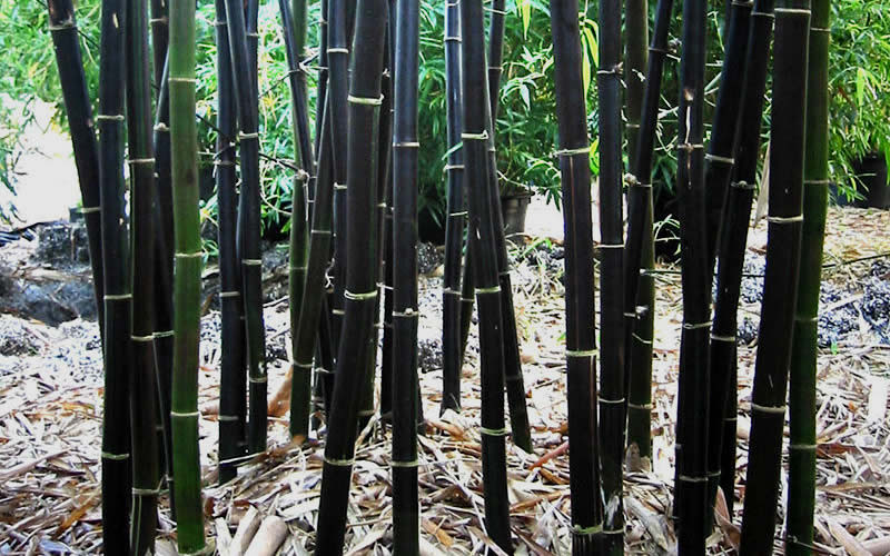 Trong những năm tiếp theo, hơn 100 người mất tích bí ẩn khi tiến vào Thung lũng Tre Đen. Trước những sự việc kỳ lạ trên, một số chuyên gia, nhà khoa học đã vào cuộc tìm hiểu. Theo đó, các chuyên gia phát hiện bí mật khó tin là Tam giác Bermuda bí ẩn, Kim tự tháp Ai Cập và Thung lũng Tre Đen ở Trung Quốc đều ở cùng vĩ độ “chết chóc”.