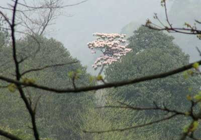 Kỳ lạ và bí ẩn là những vụ mất tích không để lại bất cứ dấu vết nào tại Shimengua (có nghía là Cổng Đá) nằm trong Thung lũng Tre Đen. Sự việc nổi tiếng xảy ra tại vùng đất kỳ bí này là vào năm 1949. Khi ấy, 30 binh sĩ Trung Quốc đi vào Thung lũng Tre Đen và biến mất một cách bí ẩn. Không ai biết điều gì đã xảy đến với họ.