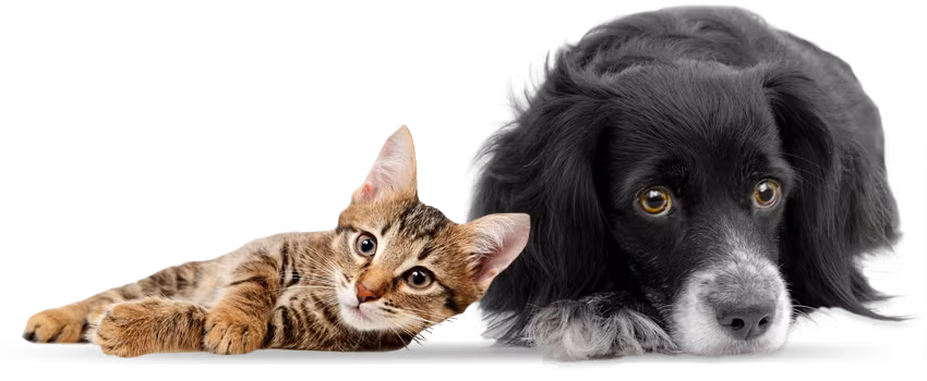 Theo quan niệm dân gian, chó sủa ầm ĩ trong để xua đuổi linh hồn, không cho chúng vào trong nhà. Điều này giúp chủ nhân không bị các linh hồn "ám", mang đến vận xui.