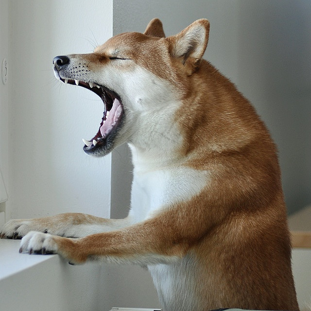 Khi bạn ra ngoài kiểm tra thì không thấy bất cứ người nào hay con vật nào cả. Khi ấy, người ta cho rằng chó sủa là vì chúng nhìn thấy linh hồn.