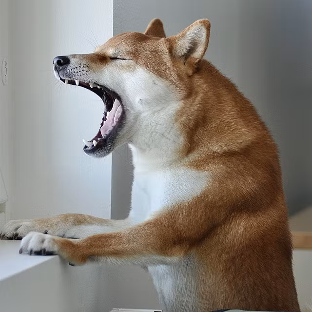 Khi bạn ra ngoài kiểm tra thì không thấy bất cứ người nào hay con vật nào cả. Khi ấy, người ta cho rằng chó sủa là vì chúng nhìn thấy linh hồn.