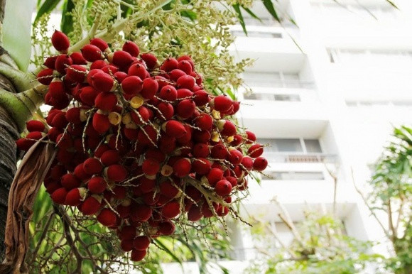 Nghĩa còn thích một điểm nữa đó là có cầu phao để bước thẳng ra sông, nơi đây Nghĩa hay mua cá rồi mang ra để thả phóng sinh. Đội ngũ bảo vệ túc trực 24/24, đội ngũ nhân viên vệ sinh làm việc liên tục để giữ cho khuôn viên sân vườn, thang máy, hành lang đến từng căn hộ luôn sạch sẽ. Nay vì nhu cầu chuyển chỗ ở nên Nghĩa sẽ bán lại căn hộ này và để lại toàn bộ nội thất với mức giá là 2 tỷ 1".