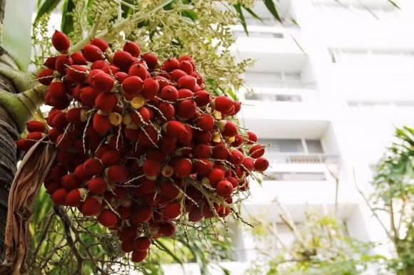 Nghĩa còn thích một điểm nữa đó là có cầu phao để bước thẳng ra sông, nơi đây Nghĩa hay mua cá rồi mang ra để thả phóng sinh. Đội ngũ bảo vệ túc trực 24/24, đội ngũ nhân viên vệ sinh làm việc liên tục để giữ cho khuôn viên sân vườn, thang máy, hành lang đến từng căn hộ luôn sạch sẽ. Nay vì nhu cầu chuyển chỗ ở nên Nghĩa sẽ bán lại căn hộ này và để lại toàn bộ nội thất với mức giá là 2 tỷ 1".