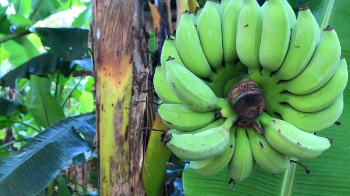 Ky la cay chuoi tro buong giua than o Dong Thap-Hinh-2