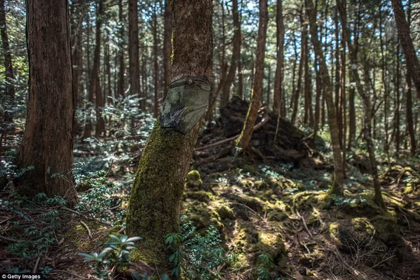 Thực tế, từ những năm 1950, ít nhất 500 người bước vào khu rừng này và chỉ rời đi sau khi trở thành bộ xương trắng. Điều này khiến khu rừng trở thành địa điểm tự sát phổ biến thứ hai trên thế giới.