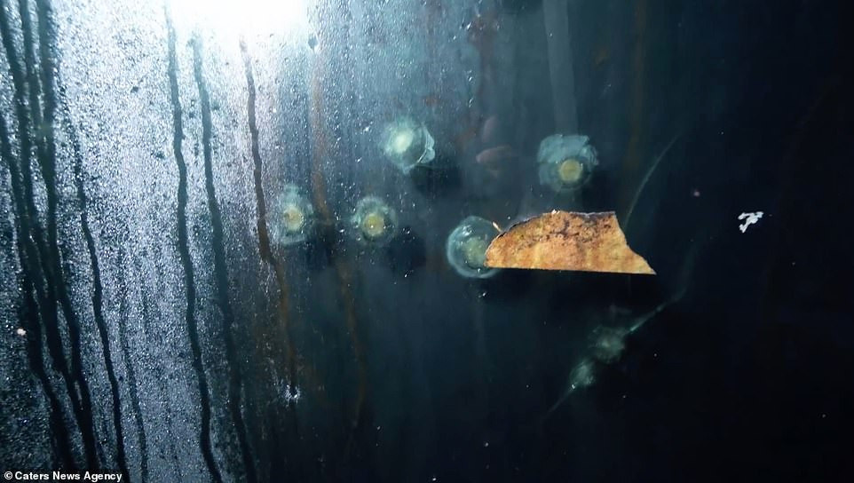 Với việc tìm thấy hầm ngầm bí mật này, nhà thám hiểm đô thị Warren Tepper cho hay đây là một trong những khu vực ấn tượng nhất mà ông từng đặt chân đến.