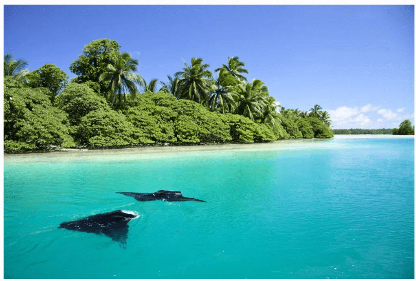 Đảo Palmyra là một trong những hòn đảo nổi tiếng và bí ẩn nhất thế giới. Nguyên do là vì nhiều hiện tượng kỳ bí, khó lý giải đã xảy ra tại hòn đảo được cho bị nguyền rủa này.