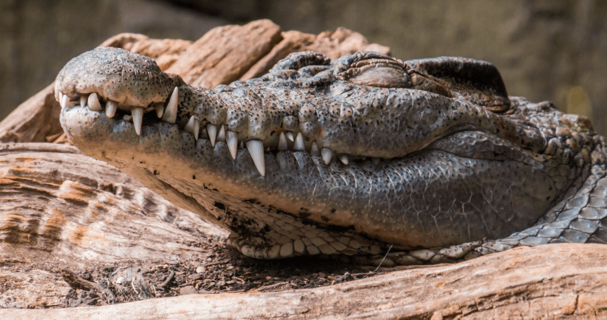 Một bí mật bất ngờ là phụ nữ Ai Cập cổ đại tránh thai bằng cách lấy phân cá sấu rồi bôi chúng lên cổ tử cung trước khi "quan hệ" nhằm chặn đường tinh trùng. Họ thường trộn chúng với mật ong vì nó có tính khử trùng và giúp phân cá sấu dính chặt vào vùng quanh cổ tử cung.